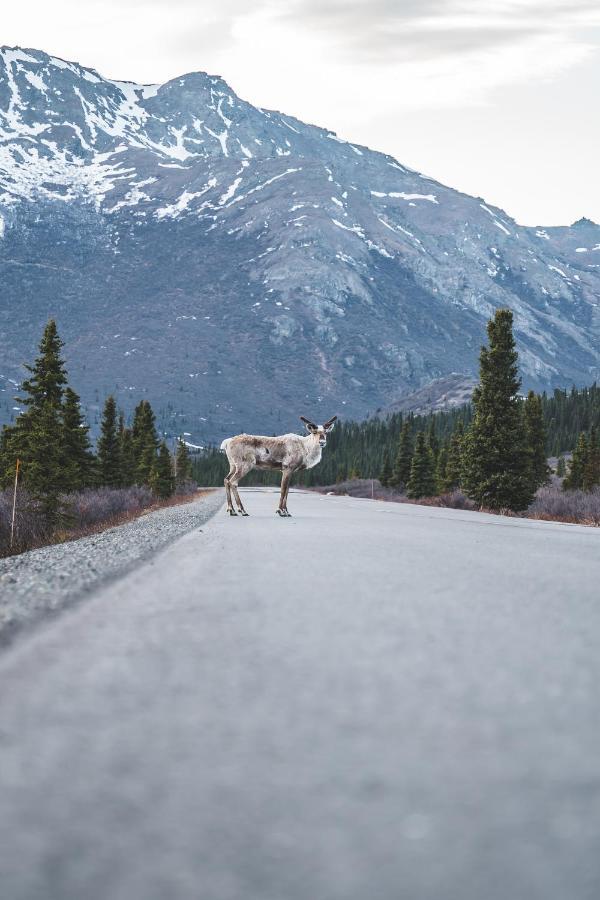 Denali Wild Stay - Moose Cabin, Free Wifi, 2 Private Bedrooms, Sleep 6 Healy Eksteriør bilde