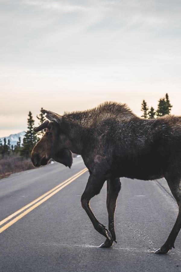 Denali Wild Stay - Moose Cabin, Free Wifi, 2 Private Bedrooms, Sleep 6 Healy Eksteriør bilde